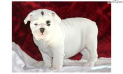 English Bull puppies Akc male and female.text or call() -