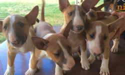 Beautiful puppies!! Two Females Two males left.Ready for pickup...April 23rd
Paper & Shots AKC
$300 For The Males
$500 For The Females
Going Fast!.