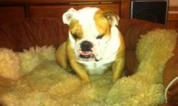 We are looking for a new home for our ENGLISH BULLDOG, OTTIS..
With some one, that has more time for him,than we have. Unfortately, we work a lot. English bulldog's can be costly. &nbsp;So, I want Ottis, to go to a home that can &nbsp;aford to take good