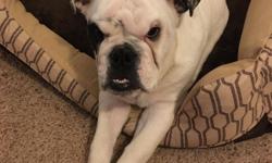 I am re homing my English bulldog. He is 5 months old and has his papers and also is chipped. I just don't have the time I thought I would have for him. He is hard of hearing. Comes with his new bed, new food, new food bowls, blanket, and some toys and