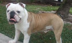 Beautiful 14 months old English Bulldog for sale. Registered, current vaccinated, not neutered.