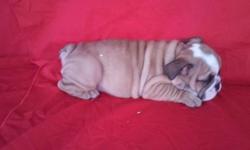 ENGLISH BULLDOG PUPPIES &nbsp;2 FEMALES AVAILABLE 10 AND 8 WEEKS OLD SHOTS UP TO DATE VERY HEALTHY VERY PLAYFUL READY TO GO AKC REGISTERED