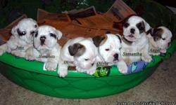 We have 3 males and 2 females left born Oct 6, 2010 and will be ready for their new homes December1,2010 just in time for Christmas. They are red and white and White with red and brindle markings. Puppies are Champion Sired. Sire has 23 Champions in 4