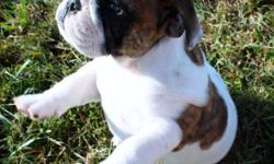 &nbsp;English Bulldog Puppies for sale. &nbsp;AKC Registered. &nbsp;Excellent Bloodline. &nbsp;9 Weeks Old. &nbsp;Current vaccinations. &nbsp;Veterinarian Verified Health Certificate. &nbsp;Call or Text 785-562-7466 or 785-562-7471. &nbsp;Family raised -