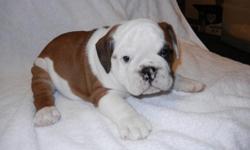 English Bulldog puppies for sale
Champion blood lines, 8 weeks old
AKC, 1st shots, white and brindle and brown and white, very cute.