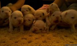 Akc English bull dog puppies, champion blood line. I have 4 females and 4males. Beautiful marking t-bald. 3white ,red/white, brendale, puppies will come with full set of shots, dewarmed, micro-chipped, vet checked by doctor butchko, wil be exepting