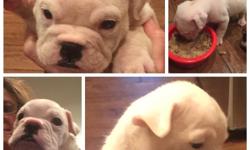 We have 11 English Bulldog puppies for sale-- six girls and five boys! They range in color from red fawn and white, soli white, white with a mask, red brindle, and dark brindle. They will be ready to go in about three weeks to their forever home! They