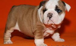 Akc Bulldog puppies tails docked,dew claws removed,1st shots,dewormed,great tempered loving puppies ready for there new homes.