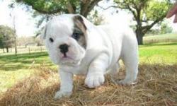My husband and i have Two lovely English bulldog puppies that we want to give out to any loving and caring home that will give the puppies abundant love and care. the puppies are potty trained, home raised and are just three months old. They are going to