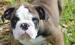 The Bulldog's disposition should be "equable and kind, resolute, and courageous (not vicious or aggressive), and demeanor should be pacific and dignified. These attributes should be countenanced by the expression and behavior".
Breeders have worked to