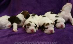 We have a litter of 6 Born 4/7/15 English Bulldogs These puppies carry Black tri and Chocolate tri
Five boys , one girl! They will all be available for approved loving homes 5/2/15, We are Taking Deposits now! Please Serious inquires only!
Mom- Gucci from