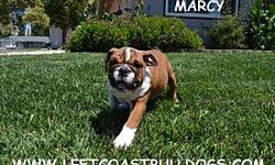 &nbsp;
Marcy
AKC Registered
Red and White
Female English Bulldog
Shots are current
D.O.B &nbsp;4-6-2012
$2,300
&nbsp;
AKC English Bulldog Puppy for Sale in California --
&nbsp;
www.leftcoastbulldogs.com
&nbsp;
Joe --
&nbsp;
leftcoastbulldogs@gmail.com