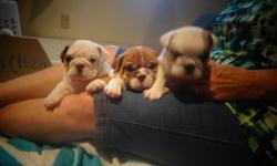 3 English Bulldog puppies AKC ,health cert.,champion bloodlines will be ready to go to their new home June 17th