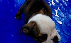 English bulldog puppies for sale they are ready to go to a good home on the 20th of october. there are 4 female puppies and 1 male, they have their first shots also are akc registered, 4 are tri sable and one is tri brindle the father is a blue tri and