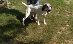 6 year old English Coon Hound..UKC registered
call or txt: seven3one4one4seven2one7