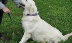 Riley is a Full English Cream 4 year old Female, being sold with out papers for family pet only.
Riley is a very sweet girl who prefers to be outside, but also has been an inside dog, she is not spayed.
She has had a couple litters and had produced some