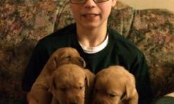 AKC English Fox Red Labrador puppies. Lineage from #1fox red&nbsp;lines in the country (Keepsake, &&nbsp;Kellygreen).&nbsp;&nbsp;Sire 74lbs & Dam 70lbs, EIC, OFA, eyes, hips, & elbows. Puppies dews, dewormed, first shots,vet checked with health guarantee.