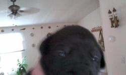 Mother Reg English Mastiff. Father the black lab that dug under my fence. One female black and five black male's. One fawn male. Indoor only . They will be very big dogs. Around 100 pds. This is not a dog for everyone. Please think before you call for