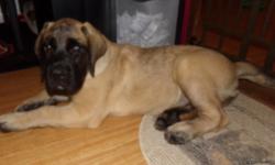 Fawn and Apricot &nbsp;2 males Englist Mastiff puppies 13 week old for sale, each $800, come with &nbsp;AKC full registration, not us for breeding only for pet, &nbsp;51 lb, huge bone, good blood line family, parents on the side,&nbsp;very sweet,