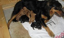 UKC/ESR Registered English Shepherd puppies. Born Janaury 10, 2011 from registered farm raised stock. Black and White, Tri Color, and Sable and White, males and females. Dam is black and tan and sire is sable and white. Ready for new homes on March 5,