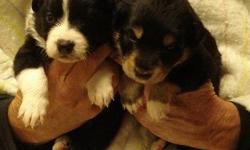 Beautiful Registered English Shepherd Puppies ready just in time for the Holidays. &nbsp;4 males. 3 females. &nbsp;Tri color and black and
white. &nbsp;1st shots, wormed, vet checked. &nbsp;These puppies are socialized, love people and children.