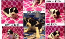 AKC English Springer Spaniel puppies ready to go April 15. 2BWM tri. 1LWM tri. 2LWF. 1LWF tri. 2BWF tri. Both parents proven hunters. Tails docked dew claws removed. Shots and wormer. Colman SD. More pictures&nbsp;available upon request. Joel or Karla.