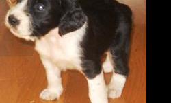 We have AKC registered English Springer Spaniel puppies. Both parents are on the premises and are non related with a 3 generation AKC pedigree. They're black and white. We have males and females.&nbsp; They have up to date puppy shots. The tails are