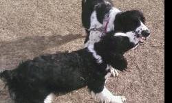 We have AKC registered English Springer Spaniel puppies. Both parents are on the premises and are non related with a 3 generation AKC pedigree. They're black and white. We have males and females.&nbsp; They have up to date puppy shots. The tails are