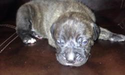 Puppies puppies puppies! We have many beautiful Cane Corso puppies for sale! Please call/text Terra Estes at 720-438-1658 or Tony Estes at 720-409-8618 for more information! We will keep the ads up until all puppies are sold and we only do face to face