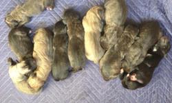 We have two litters of healthy, beautiful Cane Corso puppies. They are tan/black brindle, fawn with dark face or solid black w small patch of white on chest. We want everyone to be able get a puppy and we are willing to work with you! Please