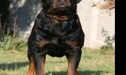 Amazing puppies!!!... the best of Germany in their bloodlines.
The Sire is one of the top 10 Rottweiler Sires in the world, Gil Von Hause Milsped. Gil is a multi champ, multi klubsieger, International champ, 31 x CAC and he has sired already many