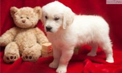 Akc Reg!!!! English Cream White Golden Retriever Puppies For Sale..They are the most and all round beautiful pets one can ever have at home and they are very social and very interacting with home kids and other house pets including cats.Taking in a Golden