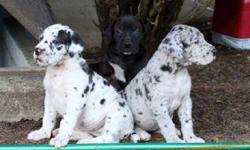 Excellent&nbsp; harlequin great dane puppies ready , Harlequin great dane puppies 2 boys 3 girls, mum and dad are our dogs and can be seen at our address the puppies are vet checked and kennel club registered puppies are ready to go now, with 4 weeks free
