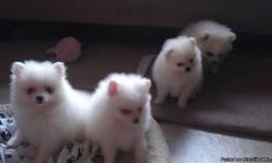 hello there,we do have cute lovely pomeranian puppies which we do seek for a loving and reliable home for them .they are all home raised socialble, potty train,vet checked,up to date on shots and cogging.likes playing with other house pets and love