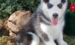 Male and Female AKC registered Siberian Husky puppies. Pics taken at 12 weeks old. Sire and&nbsp; Dam pictured as well. Sire and dam to the pups are between 33 and 36 lbs so these pup will not grow bigger than this.Please feel free to Call or Text us om