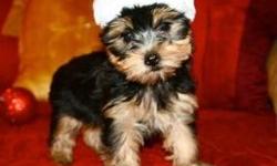 I HAVE A VERY YORKIE PUPPIES THAT I AM OFFERING TO ANYONE WHO KNOWS HE/SHE CAN REALLY TAKE GOOD ARE OF THEM AND GIVE THEM THE LOVE AND CARE THAT THEY DESERVES AND HE OR SHE WILL ALSO HAVE TO ASSURE ME THAT THEIR MONTHLY PICS WILL BE SEND TO ME MONTHLY SO