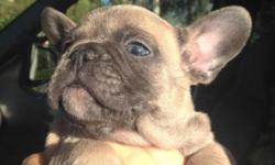 F1 french bulldog puppies now ready to go!!contact me via () -