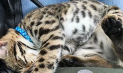 Beautiful playful, very social F1. &nbsp;Used litter box faithfully. All shots up to date. Father was Asian Leopard, mother Bengal. He is more than 50% Asian Leopard. Bonds very quickly. He is 3 1/2 months old .
931-436-0011. Can text or call with any