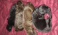 CKC Medium sized Goldendoodle puppies, Born January 28th 2014. Four puppies available Two black and two Chocolate. Three boys and one Chocolate girl. Available to go home Friday March 21st 2014. They come with a CKC registration papers, complete shot