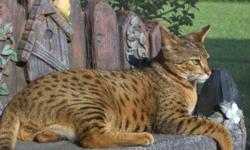 I have a F2 Savannah cat 4 years old. interested call 5042595255