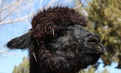 3 FEMALE ALPACAS REGISTERED AND READY FOR BREEDING.&nbsp; THEY ARE MOTHER AND DAUGHTERS
2 BLACK 1 WHITE&nbsp;$900.00 FOR ALL. HAS GREAT BREEDING LINES AND FIBER