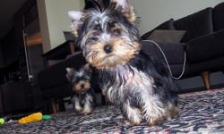 Home raised Male and Female teacup Yorkie puppies for a good home. They are going to be a perfect match and will bring you joy in your family. I just moved into a new apartment which is a non pet apartment, so that's why I'm giving these babies out since