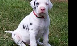 Fantastic litter of Great Dane puppies, Colours mismark harlequins,mantle, Girls and Boys.Parents here to view . ...(581) 317-1986