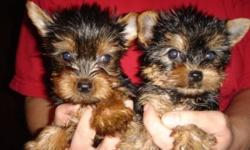 Fantastic teacup yorkie puppies ready for lovely homes.They will be coming with all neceesary document,contact viat tex or email for more details. () -