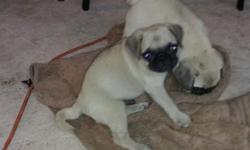 I have two male fawn pugs born July 10, 2014 for sale. They will be ckc registered and will have their health certificates on Monday, September 8, 2014.&nbsp; I do not have the application in yet but it is being sent to me.&nbsp; I am looking to trade one
