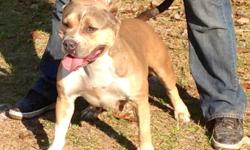 Beautiful fawn tri bully female. USC registered. Great with kids and other dogs.