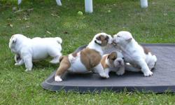 Exceptionally Handsome English Bulldog Puppies Ready , exceptionally Handsome green eyed bulldog puppies,girls and boys,top quality aussie registered,vaccinated,wormed,flead,full vet check and six weeks free insurance.Great bloodline,mum has alovely
