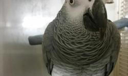 Female 3yrs old African grey looking for a good gone for my baby girl if interested call 4438258546