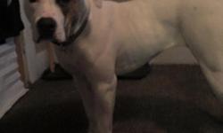 Female american&nbsp;bulldog born March 3, 2015 up-to-date on shots has papers in is&nbsp;house broken