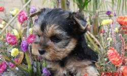 Please visit our site to educate yourself about this magnificent breed, the Yorkshire Terrier. I have enough information on there for your to be able to make an educated decision about the puppy you'd like to invest in for you and your family. Remember,